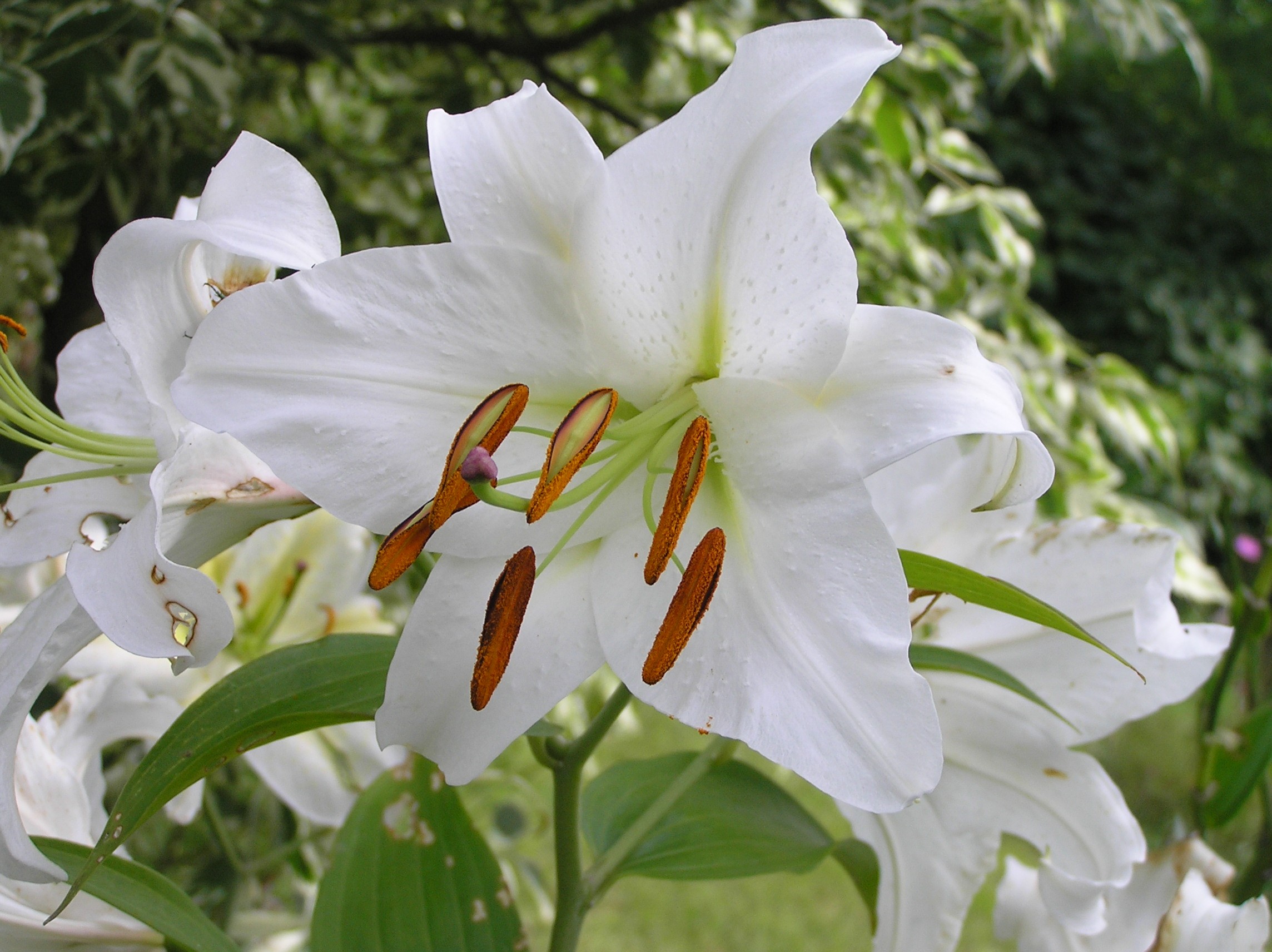 Lilium Candidum